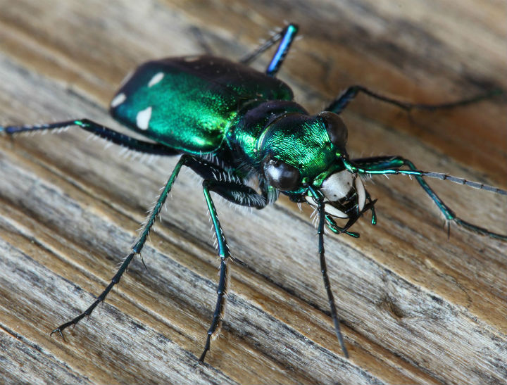 Six-spotted Tiger Beetle